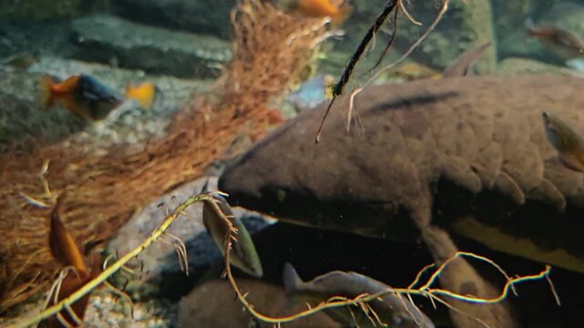 Close up view of two lungfish resting on the sea ground, with small rainbow fish swimming by underwater.