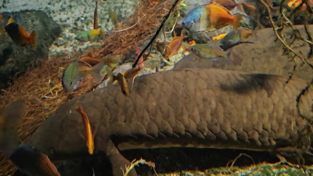 Close up view of two lungfish resting on the sea ground, with small rainbow fish swimming by underwater.