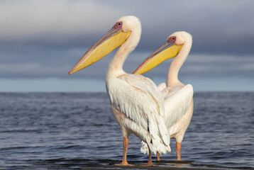 Fototapeta premium Group of African great white pelicans standing calmly in a blue lagoon under natural light. A peaceful wildlife scene reflecting the grace, balance, and beauty of wetland birdlife in Africa.
