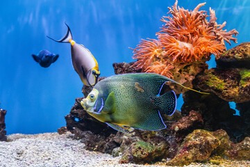 Fototapeta premium Pomacanthus semicirculatus or Zebra angelfish