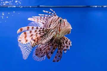 Pterois volitans or red lionfish © Elena Odareeva