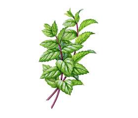 Fresh mint herb stems isolated. Hand drawn peppermint plant with leaves botanical watercolor illustration perfect for herbal, food, tea, aromatherapy, natural cosmetics and packaging design © anitapol
