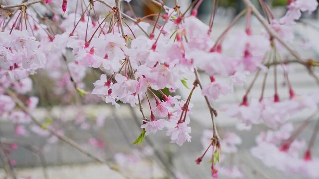 Close-up of vibrant pink weeping cherry blossoms (Shidarezakura) swaying in the breeze. Beautiful spring nature and seasonal floral scenery in Japan.