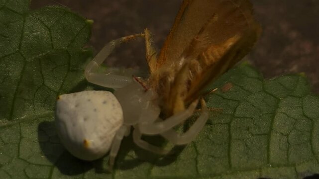Extreme macro of a white spider holding a butterfly as prey on a plant. Detailed predator-prey interaction, showcasing insect hunting behavior, survival, and natural wildlife action in vivid close-up.