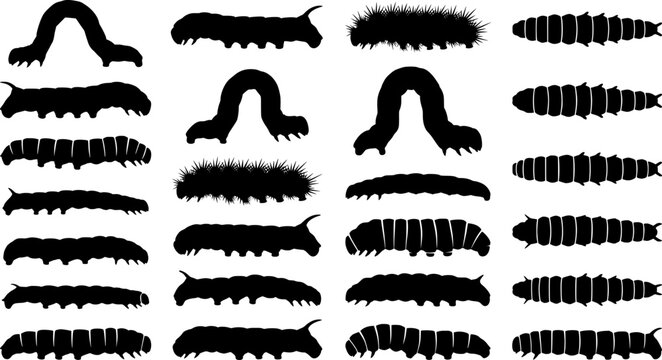 Caterpillar silhouettes collection, worm insect species, crawling larvae, entomology art, vector illustration, nature design, wildlife icon, garden pest, bug pattern, segmented body