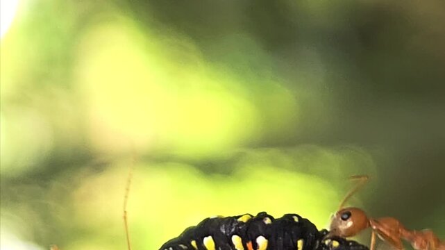 Close-up macro of Indian red weaver ants carrying a dead caterpillar on a tree trunk. Detailed insect teamwork, survival behavior, and predation in natural habitat, ideal for wildlife biology concept.