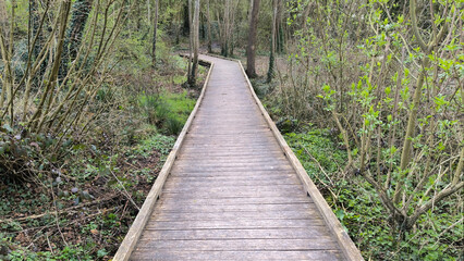 Fototapeta premium Elevated Wooden Boardwalk Pathway Through a Serene Forest with Early Spring Foliage