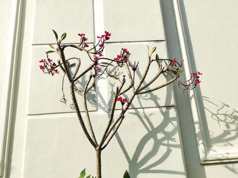 Red Plumeria Branch White Wall