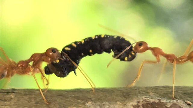 Close-up macro of Indian red weaver ants carrying a dead caterpillar on a tree trunk. Detailed insect teamwork, survival behavior, and predation in natural habitat, ideal for wildlife biology concept.