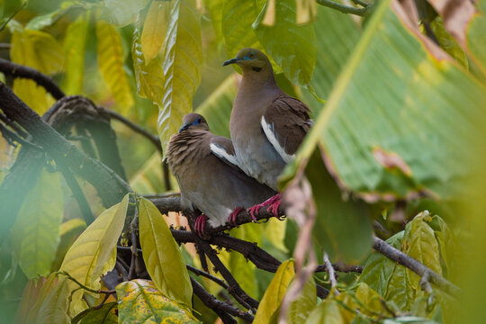 pareja de zenaida asiatica