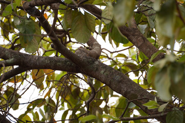arbol con manchas de hongos © Jafeth