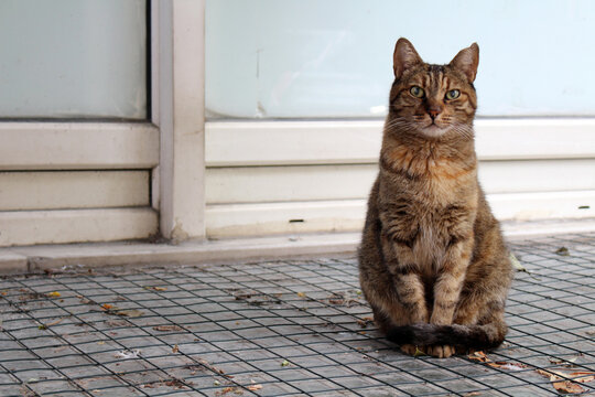 Brown tabby cat outdoor portrait September Summer 2024 Feline sitting on wire mesh floor Istanbul