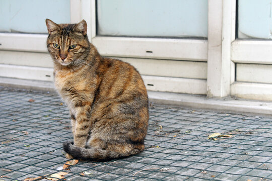 Alert stray cat on sidewalk September Summer 2024 Brown tabby feline looking at camera Istanbul