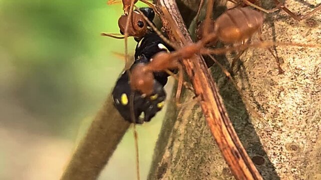Close-up macro of Indian red weaver ants carrying a dead caterpillar on a tree trunk. Detailed insect teamwork, survival behavior, and predation in natural habitat, ideal for wildlife biology concept.