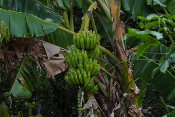 plantacion de platanos verdes © Jafeth