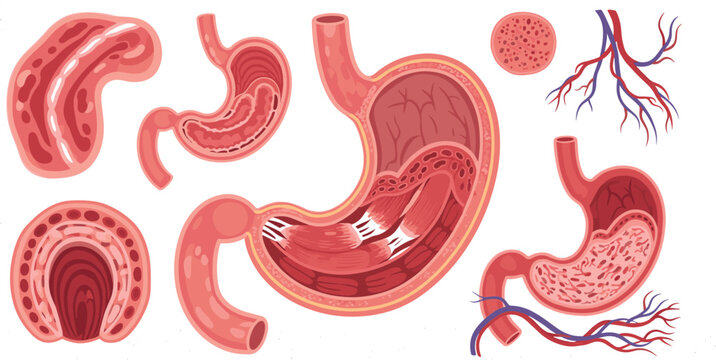 Human stomach anatomy vector illustration featuring digestive system sections tissues blood vessels and internal structure details for medical education and healthcare design