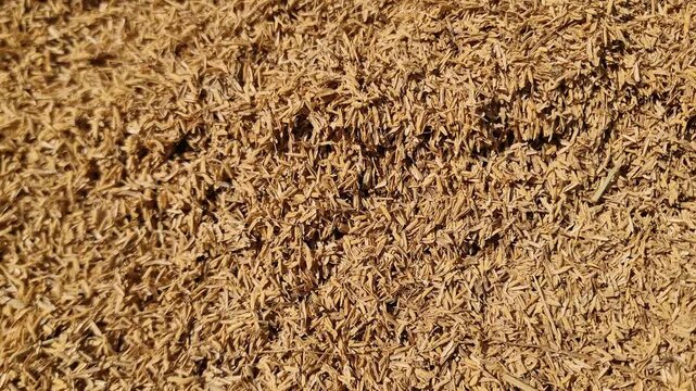 Sustainable Bio-material: Dried Rice Hulls Background for Industry