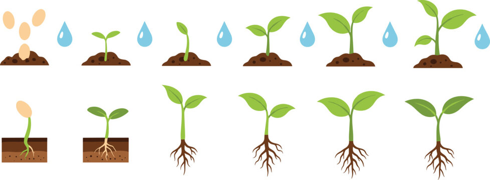 Plant growth stages vector illustration showing seed germination root development watering process and young seedlings in soil for agriculture education design