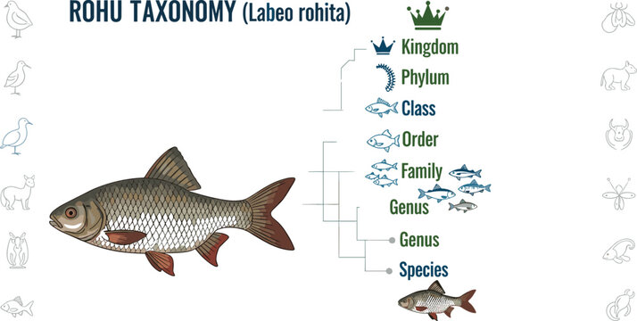 Rohu fish taxonomy classification diagram Labeo rohita with kingdom phylum class order family genus species biology education vector illustration
