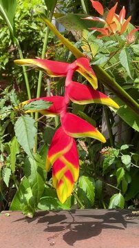 Heliconia rostrata or hanging lobster claw or false bird of paradise. Heliconia rostrata are known to those who grow them as a host flower to many birds, especially the hummingbird.