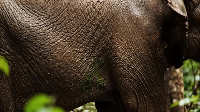 Close-up of elephant skin with deep wrinkles and textures in a lush, natural forest environment