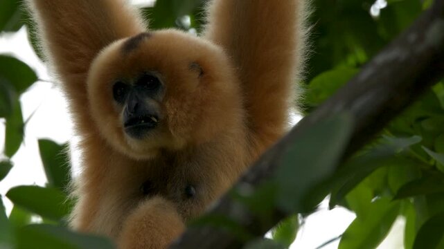 White Handed Lar Gibbon Hanging from Tree Branches in Singapore