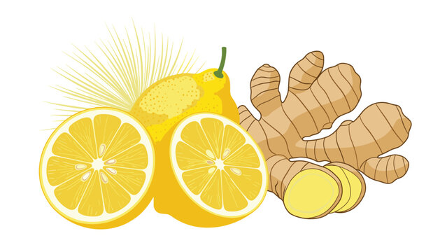 Fresh lemons and ginger root illustration for healthy drinks, organic ingredients for detox tea and boosting immune system.