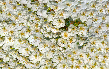 Naklejka premium a beautiful background of white spring flowers