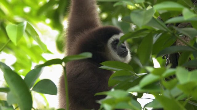 White Handed Lar Gibbon Hanging from a Tree Branch in Singapore