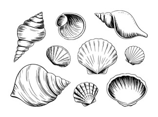 Fototapeta premium Collection of Hand Drawn Seashells and Scallops in Black and White Style ocean beach