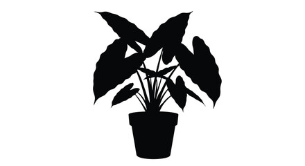 A potted alocasia plant depicted in a striking black silhouette © MD