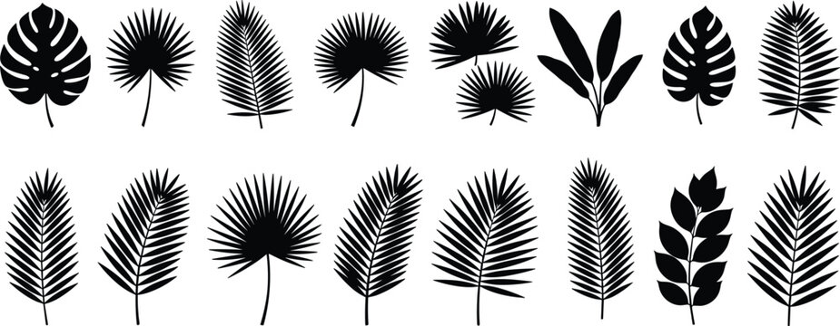 Black and white vector silhouette set of various tropical leaves featuring palm fronds, monstera leaves, and fan palm foliage for exotic summer and botanical designs.