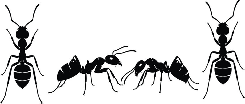 Black and white vector silhouette set of worker ants featuring top-down and side profile views for nature, biology, and pest control graphic designs.