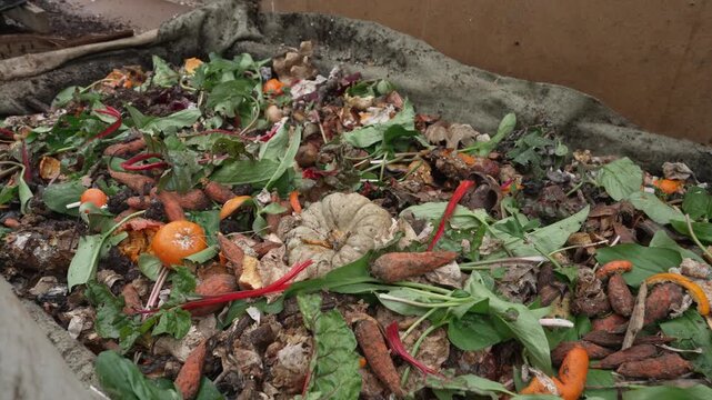 Vermicomposting using worms to break down food waste into nutrient-rich organic fertilizer. A wormery, Worm compost heap