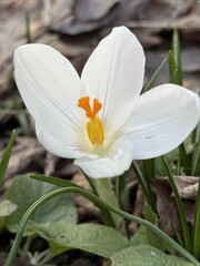 Fototapeta premium White Crocus Flower Macro Close Up in Spring Sunlight
