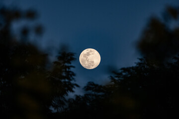 Naklejka premium Full moon night sky bright moon nature dark tree silhouette evening twilight background peaceful serene mood circular lunar surface soft glow above forest