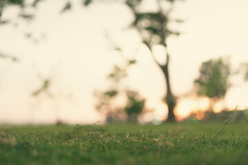 Naklejka premium Soft focus grass meadow sunrise sunset nature landscape blurry bokeh morning soft focus grass meadow sunrise sunset nature landscape blurry bokeh morning glow background field tranquil outdoor