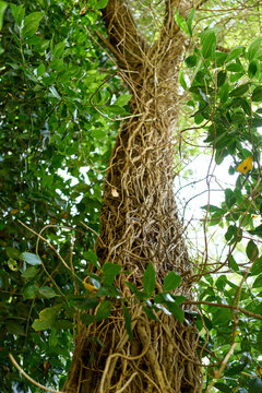 Nature texture with vines wrapped around tree