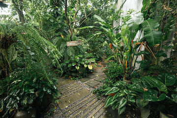Fototapeta premium Tropical garden lush foliage green plant stone pathway jungle outdoor nature leaf rain wet surface Tropical garden with lush foliage surrounding stone pathway jungle setting, outdoor nature scene