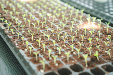 Fototapeta premium Seedling tray nursery agriculture farming horticulture sapling soil growth greenhouse young seedling tray nursery agriculture farming horticulture sapling soil growth greenhouse cultivation
