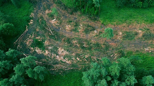 Stacked lumber and logs in a deforested woodland