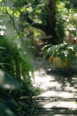 Fototapeta premium Garden path green foliage tropical plant sunlight fern outdoor walkway lush vegetation nature background potted plant tranquil scene garden trail stone path leafy plant summer light peaceful mood