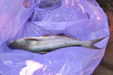 Fresh catfish close up on purple plastic © Mas