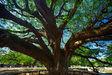 Fototapeta premium Giant ancient Monkey Pod tree in Kanchanaburi, Thailand. Majestic huge canopy of century-old Samanea saman, famous unseen nature landmark and tropical botanical attraction.