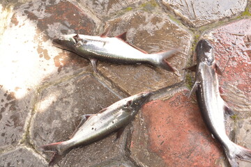 Catfish laid on banana leaf top view © Mas