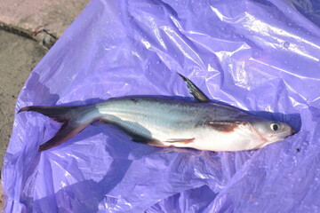 Whole catfish on purple plastic background © Mas