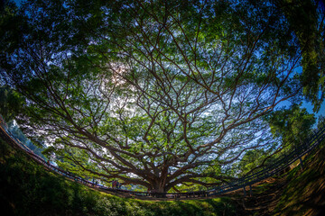 Fototapeta premium Giant ancient Monkey Pod tree in Kanchanaburi, Thailand. Majestic huge canopy of century-old Samanea saman, famous unseen nature landmark and tropical botanical attraction.
