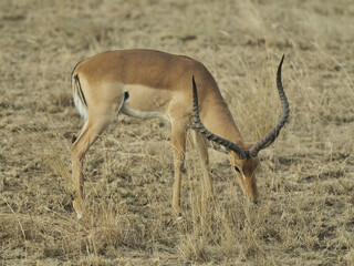 impala antelope in the savannah © Javed