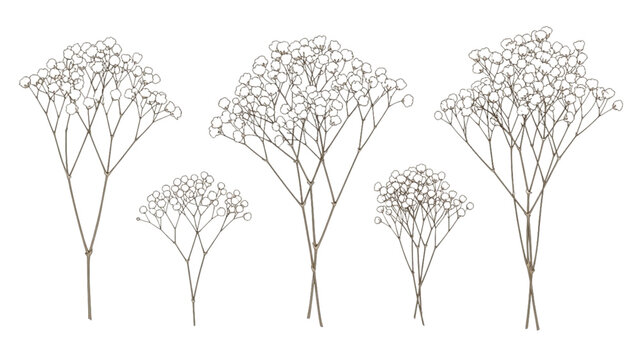 Illustration of five plants with flowers and branches on white background