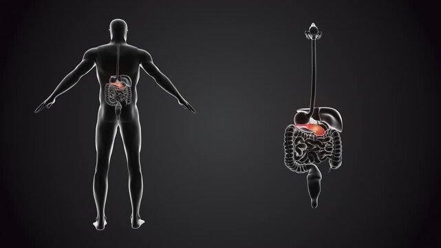 Human body with Pancreas anatomy